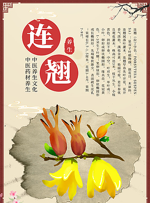 中醫藥材連翹藥理知識宣傳海報
