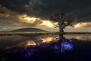 幽暗树影黄昏场景