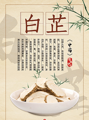 簡約中醫文化白芷藥理知識海報