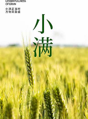 小滿正當(dāng)時(shí)田野攝影圖背景簡(jiǎn)約海報(bào)