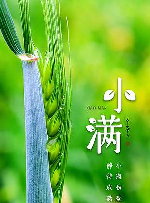 小滿節(jié)氣麥穗攝影圖背景綠色海報(bào)
