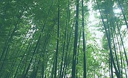 翠竹图片