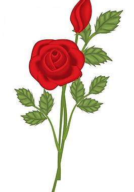 玫瑰花图片