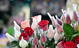 情人节 玫瑰花图片