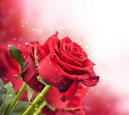 玫瑰花图片