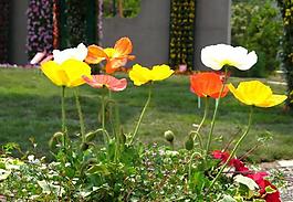丽春花图片 丽春花素材 丽春花模板免费下载 六图网 丽春花图片 丽春花素材 丽春花模板免费下载 六图网