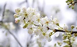 白色樱花图片