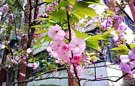 樱花图片
