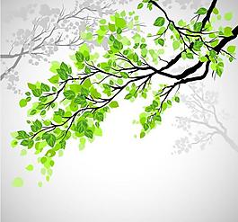 春天的树枝绿叶背景图片