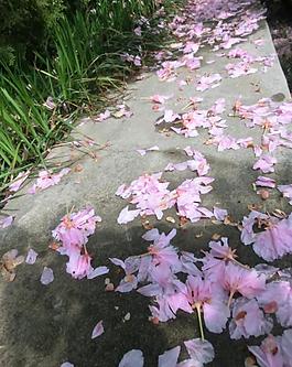 樱花花瓣图片