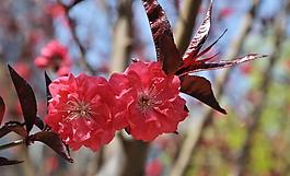 春天的花朵图片