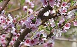 春天的桃花图片