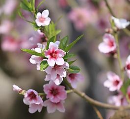 春天的桃花图片