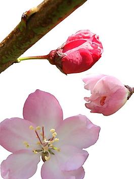 樱花 桃花抠图图片