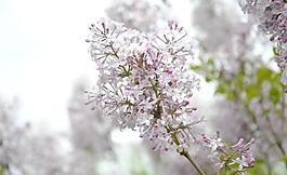 紫丁香花图片