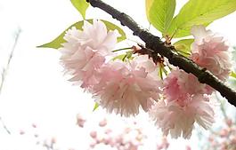 樱花图片