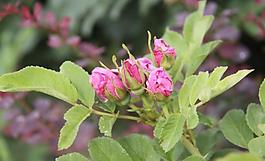 含苞待放 花朵图片