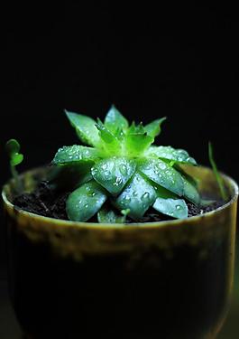 观音草图片