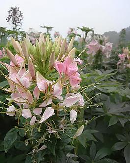 醉蝶花图片