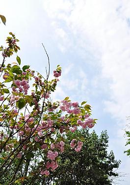 樱花图片