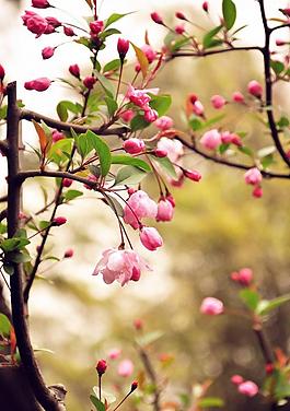 桃花灼灼图片