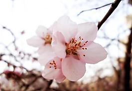 桃花 摄影 微距图片