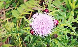 紫花藿香蓟图片 紫花藿香蓟素材 紫花藿香蓟模板免费下载 六图网