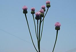 蒲公英的花苞图片