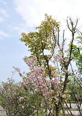 樱花图片