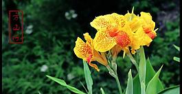 鲜花图片