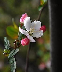海棠花 花朵 背景图片