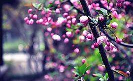 桃花灼灼图片