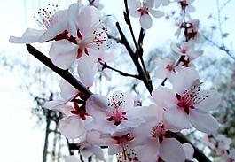 桃花微距图片