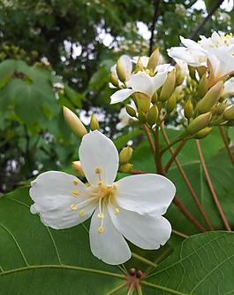 油桐花树图片 油桐花树素材 油桐花树模板免费下载 六图网