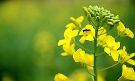 油菜花图片