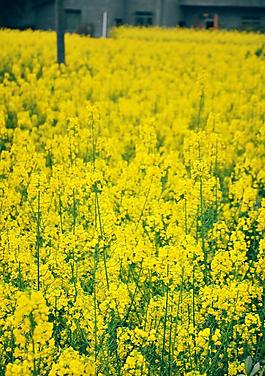 油菜花图片
