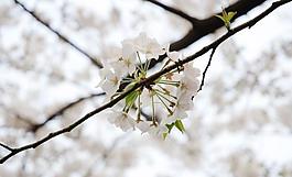 樱花图片