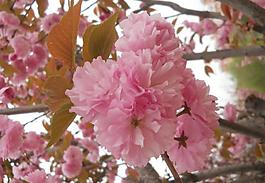 樱花图片