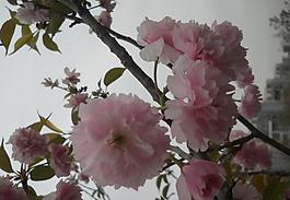 樱花图片