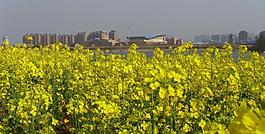 摄影 油菜花图片