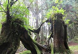 台湾古木图片