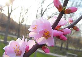 桃花图片