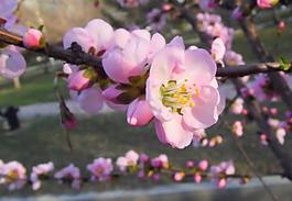 桃花图片