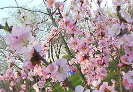 桃花图片