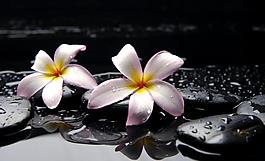 spa花朵图片