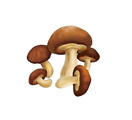 香菇图片