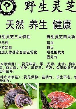 九天仙草 野生灵芝图片