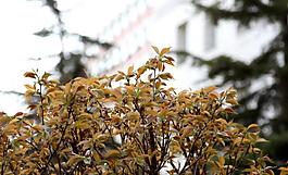 逆光樱花树丛图片