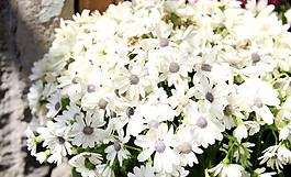 白花图片