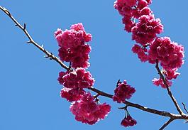 樱花图片